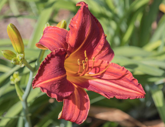 Image of daylily Ben Wallace from top/side view of bloom. Buds to the left and in background.
