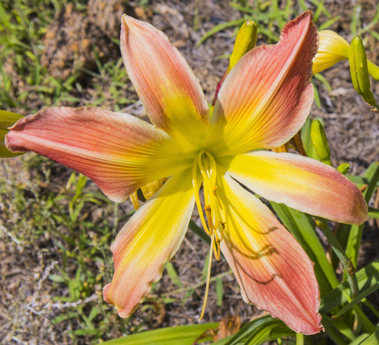 Image of daylily Big Bertha's Sister from top view of bloom.