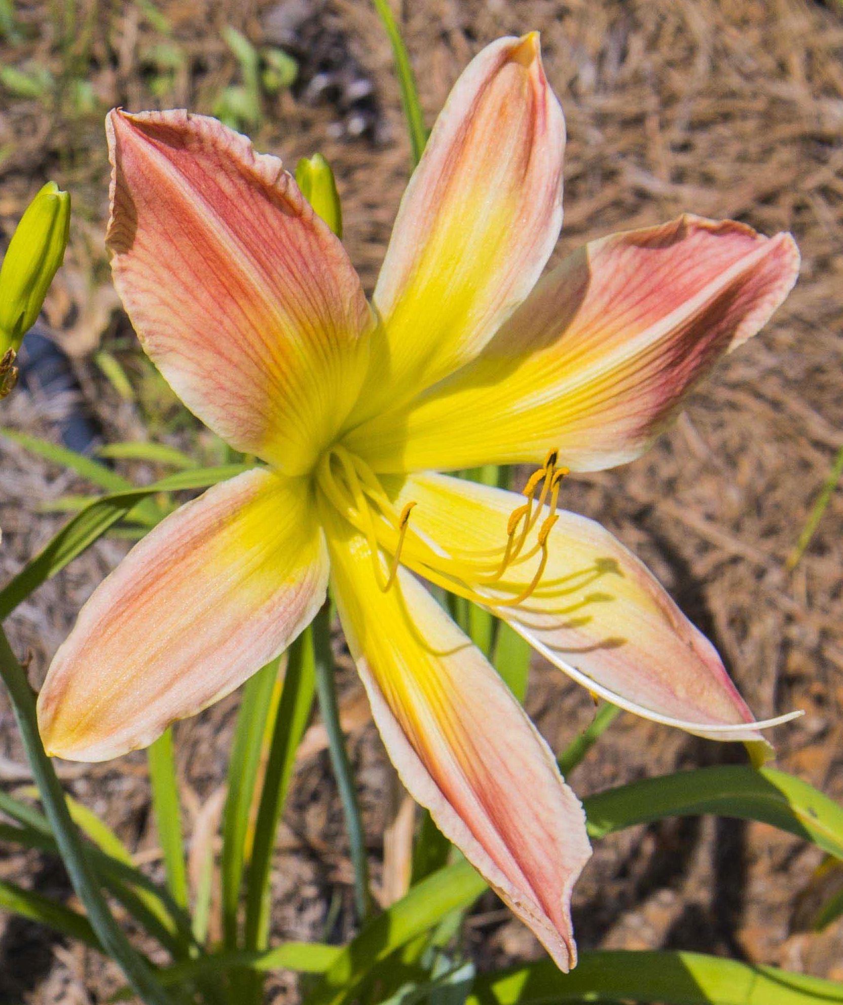 Image of daylily Big Bertha's Sister from top view of bloom.