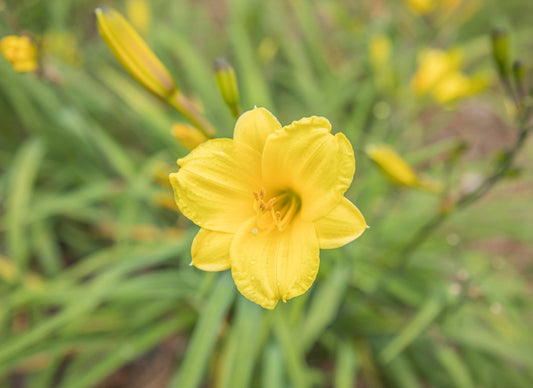 Image of Daylily Bitsy