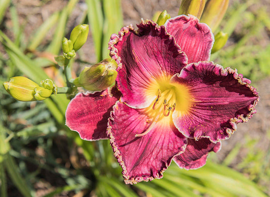 Image of daylily Born to Reign from top down view of bloom. Unopened buds to the left and in background.
