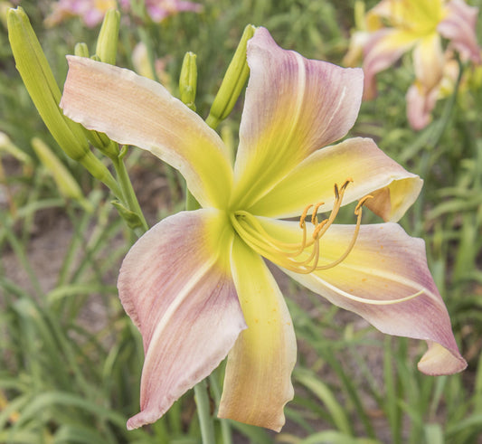 Image of daylily Buddy's String Bean from top/side view of bloom. Buds in the background.