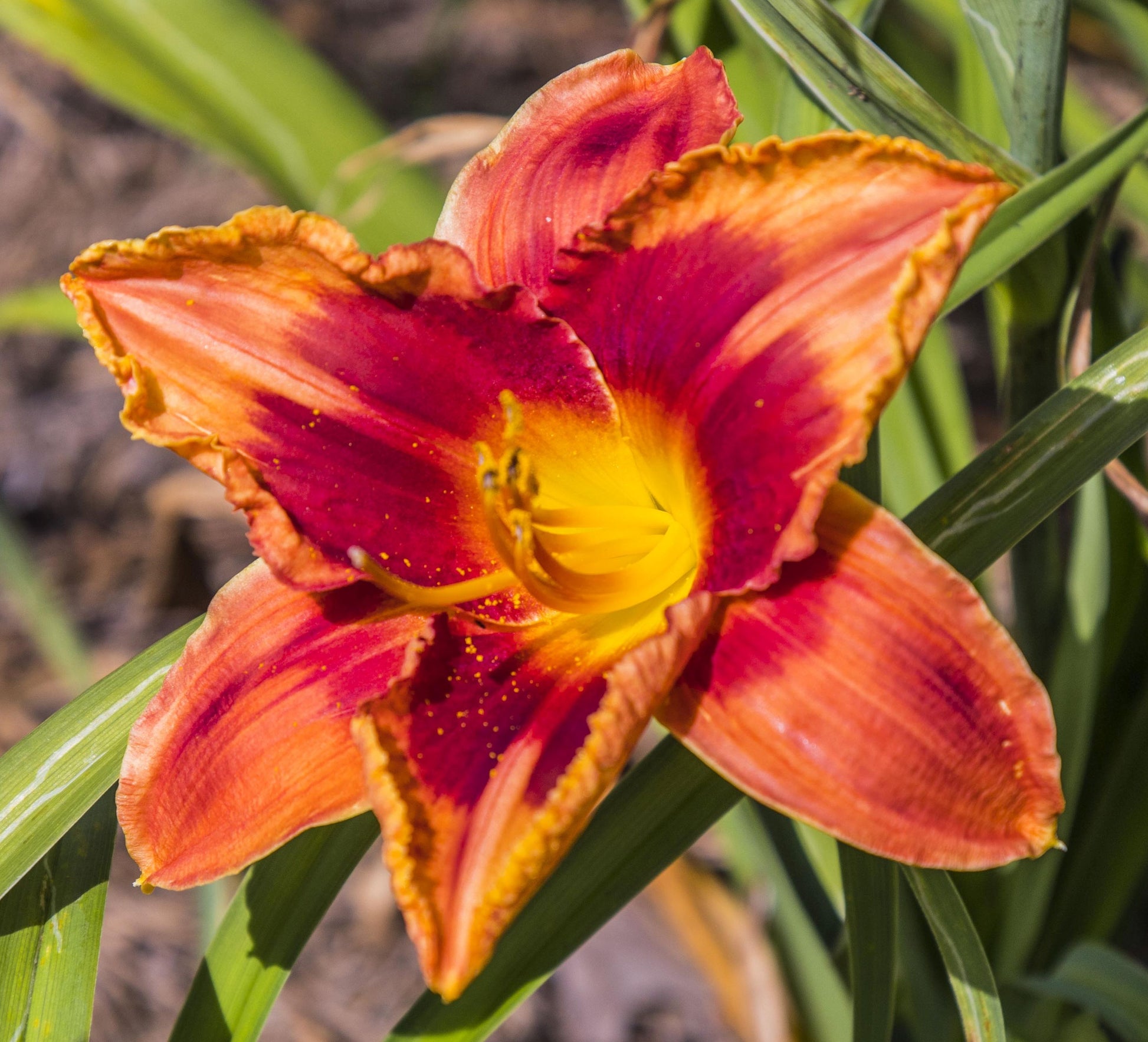 Image of daylily Cajun Christmas from top view of bloom.