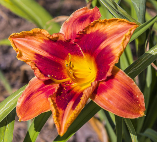 Image of daylily Cajun Christmas from top view of bloom.