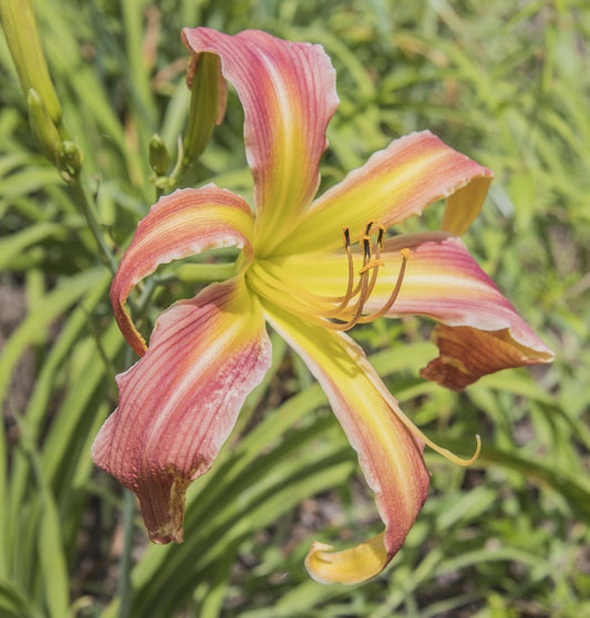 Image of daylily Candy Colored Curls from top/side view of the bloom. Unopened blooms in the background.