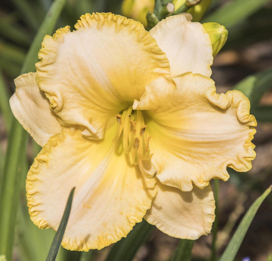 Image of daylily Collier from top view of bloom.