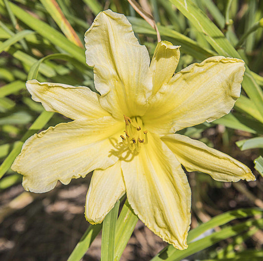 Image of daylily Dolly Polly from top down view of the bloom.
