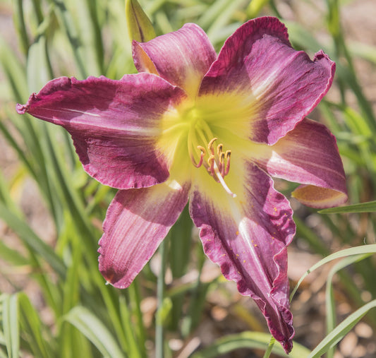 Image of daylily Early Shirly from top view of bloom.