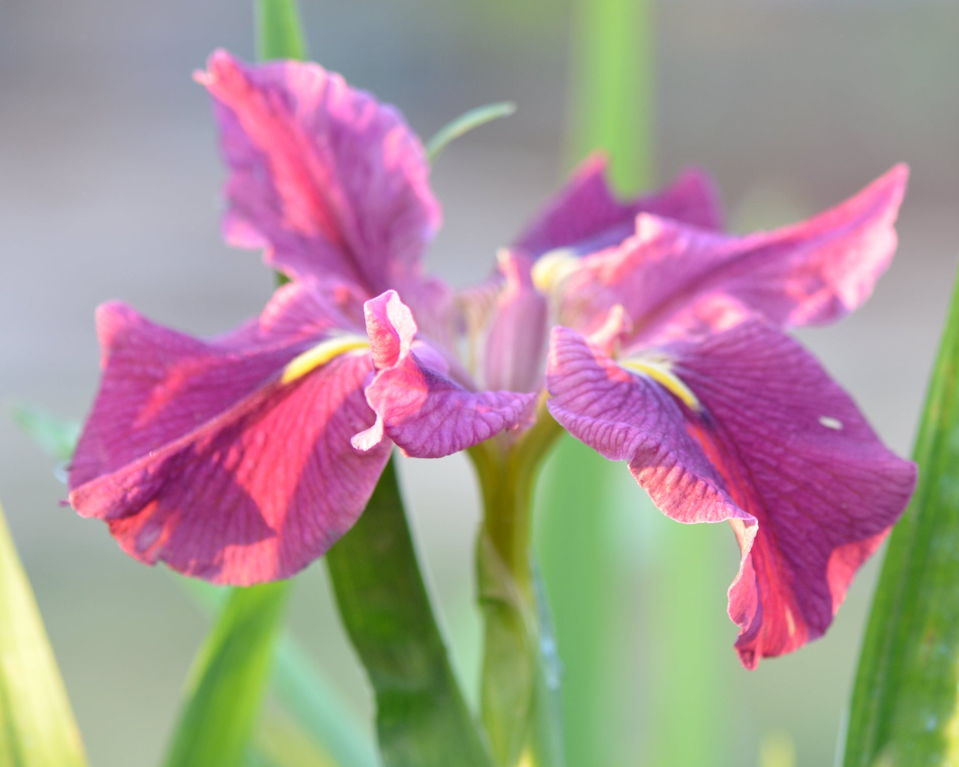 Image of daylily FAC McCulla from side view of single bloom.