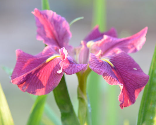 Image of daylily FAC McCulla from side view of single bloom.