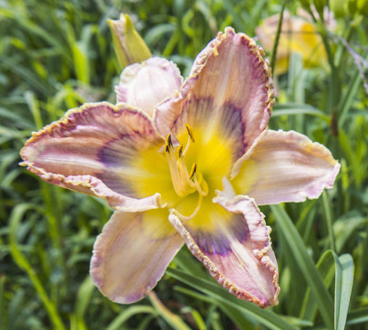 Image of daylily Floating Ideas from top down view of bloom.