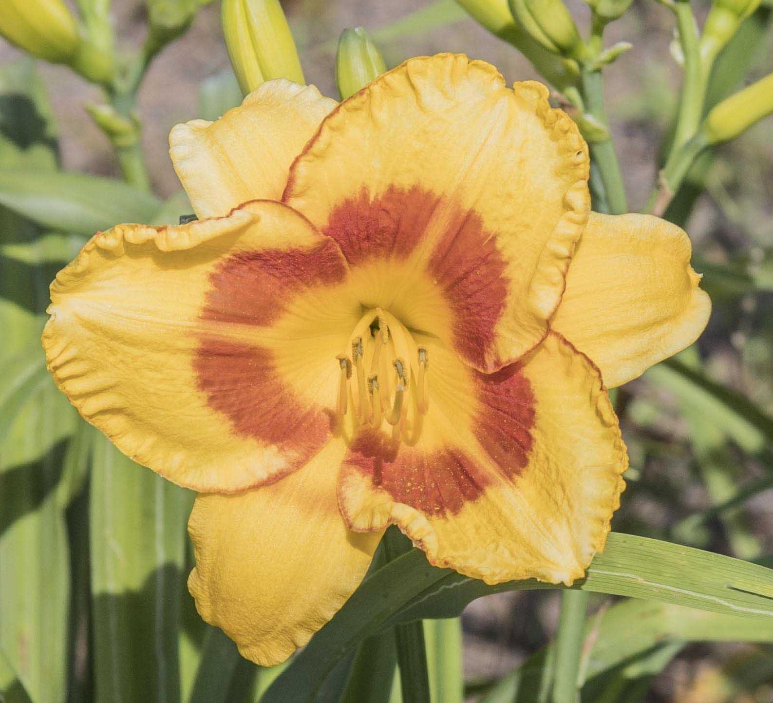 Image of daylily Fooled Me from top view of bloom.