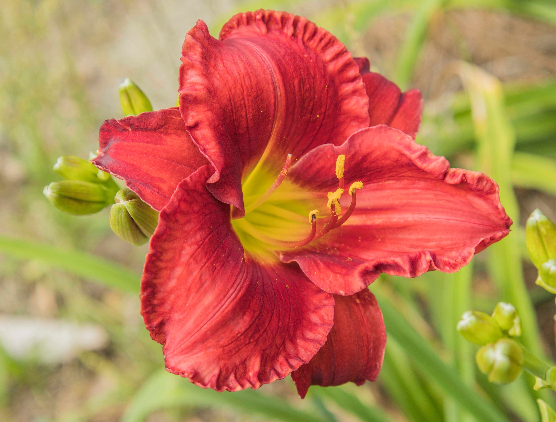 Image of daylily Funny Valentine from top/side view of bloom. Buds surrounding bloom.