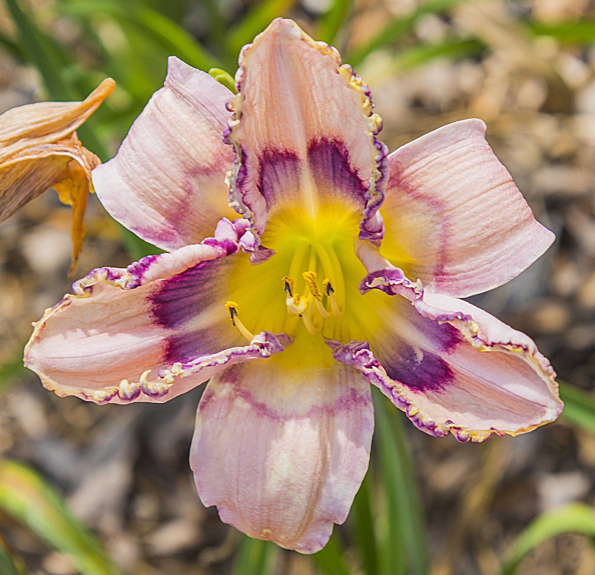 Image of daylily Handwriting on the Wall from top view of bloom.
