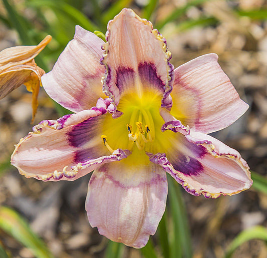 Image of daylily Handwriting on the Wall from top view of bloom.