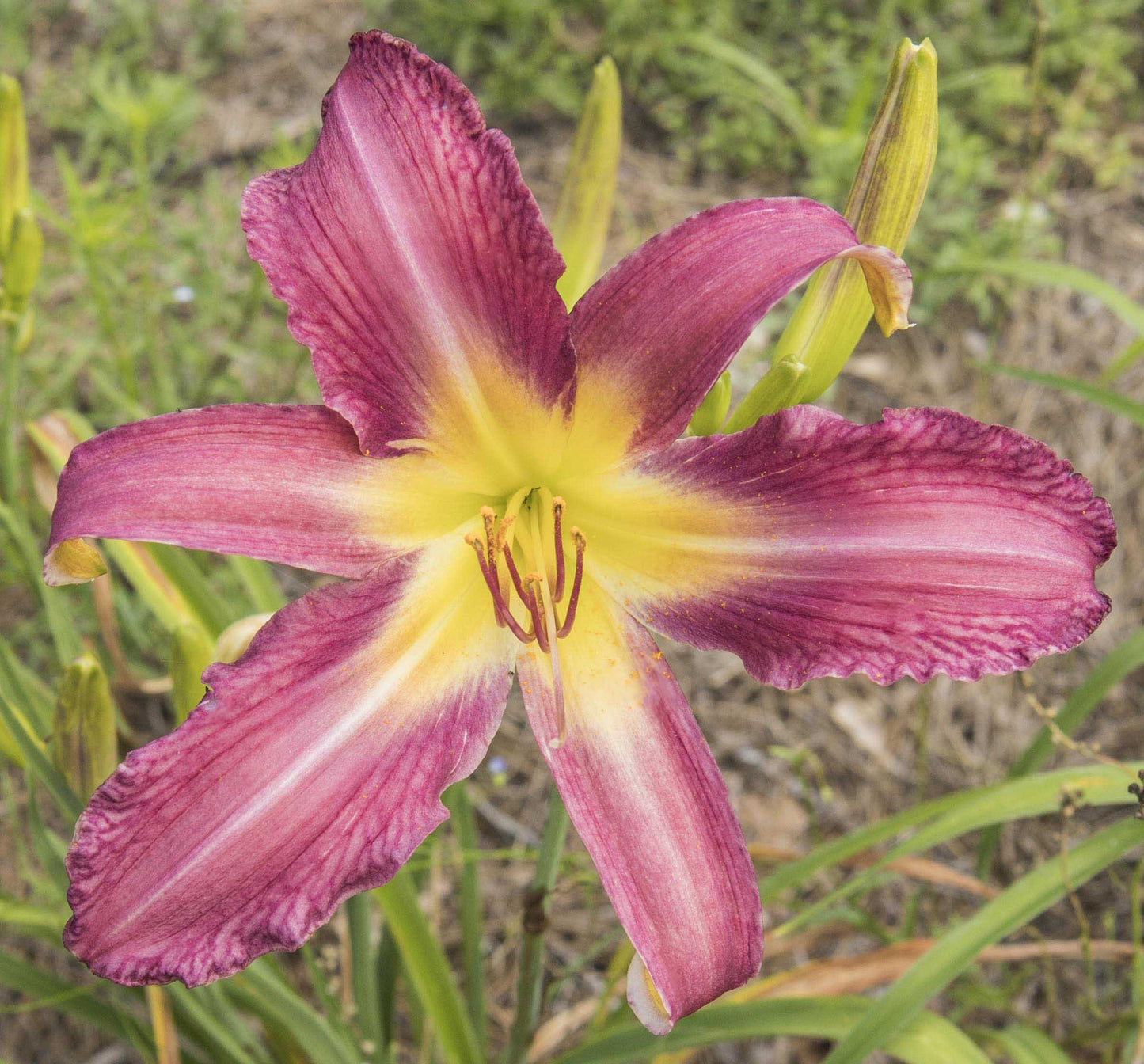 Image of daylily June Arrival In Purple from top view of bloom.