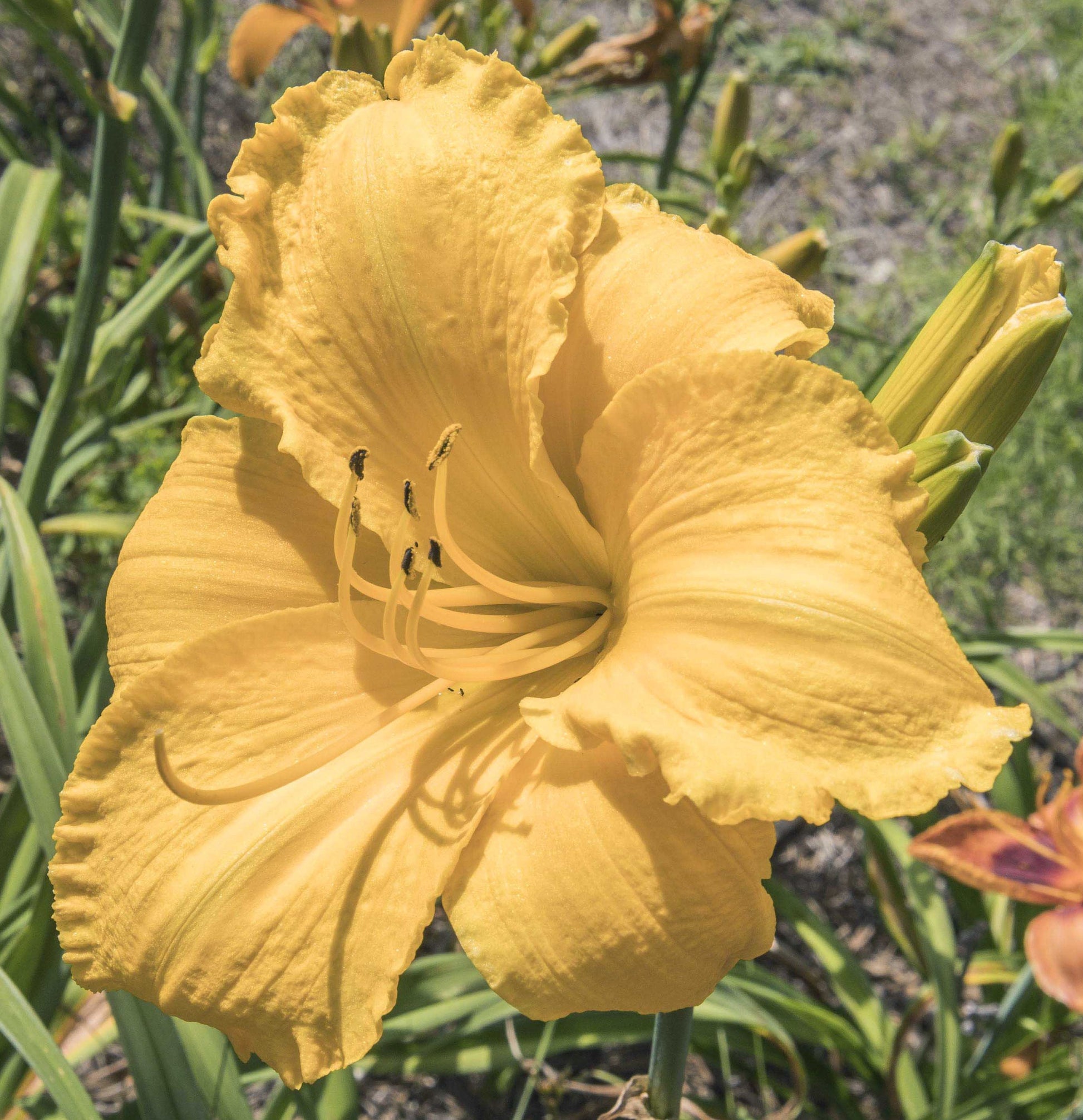 Image of daylily Mary's old from top/side view of bloom. Buds in the background.