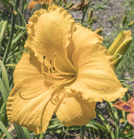 Image of daylily Mary's old from top/side view of bloom. Buds in the background.