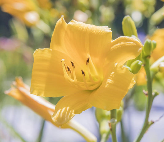 Image of daylily Munchkin Music from top view of bloom. Other buds and blooms in the background.