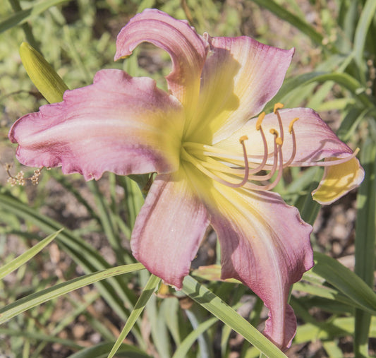 Image of daylily On the Web from top/side view of bloom.