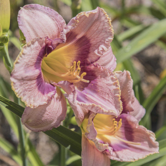 Image of daylily Oriental Mystery from top/side view of two blooms.