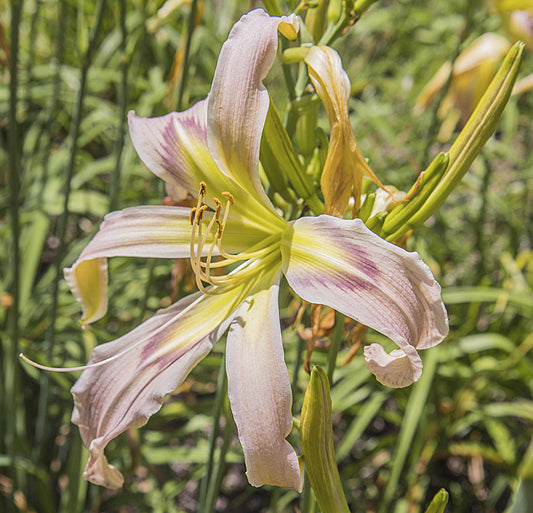 Image of daylily Out of Sane from top/side view of bloom. Other buds surrounding.