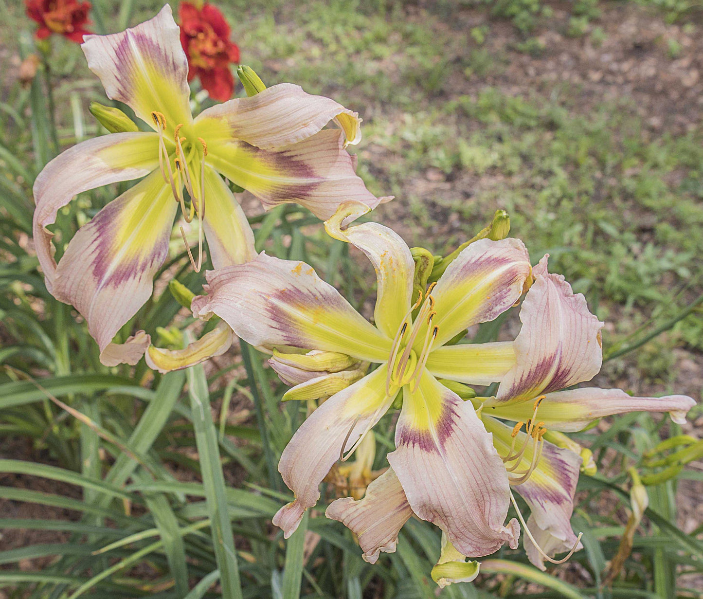 Image of a group of daylilies Out of Sane from top view of three blooms.