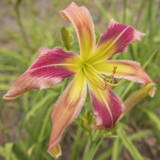 Image of Daylily Papa Slow-Poke