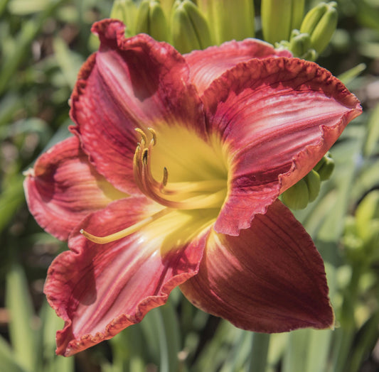 Image of daylily Passion of Red from top/side view of bloom.