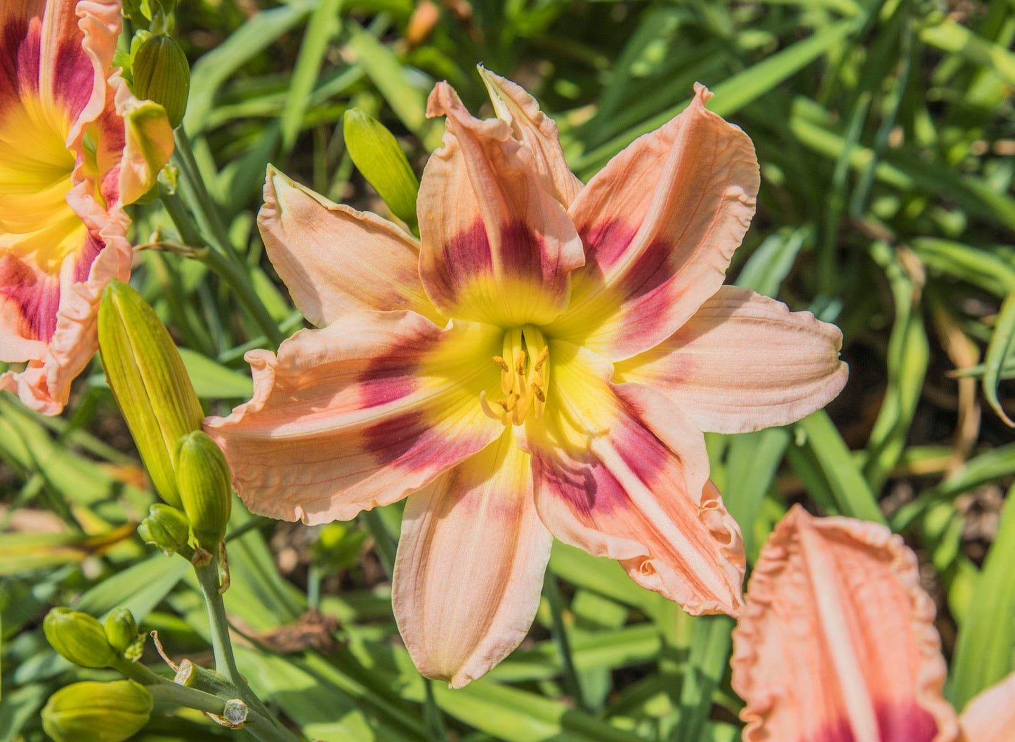 Image of daylily Peachy Poly from top down view of bloom. Unopened buds to the left and other opened blooms surrounding.
