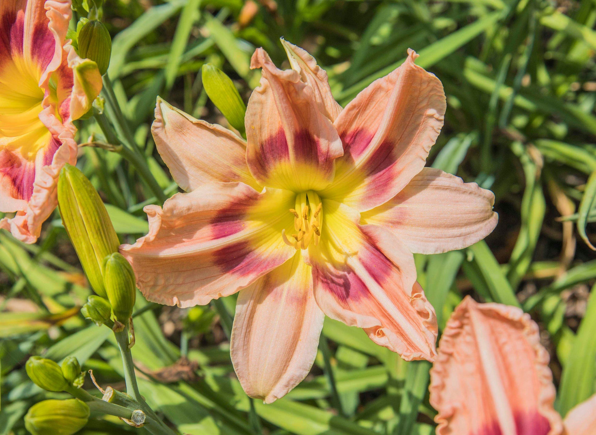 Image of daylily Peachy Poly from top down view of bloom. Unopened buds to the left and other opened blooms surrounding.