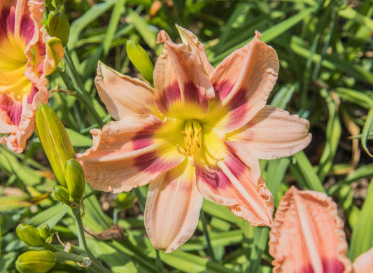 Image of daylily Peachy Poly from top down view of bloom. Unopened buds to the left and other opened blooms surrounding.