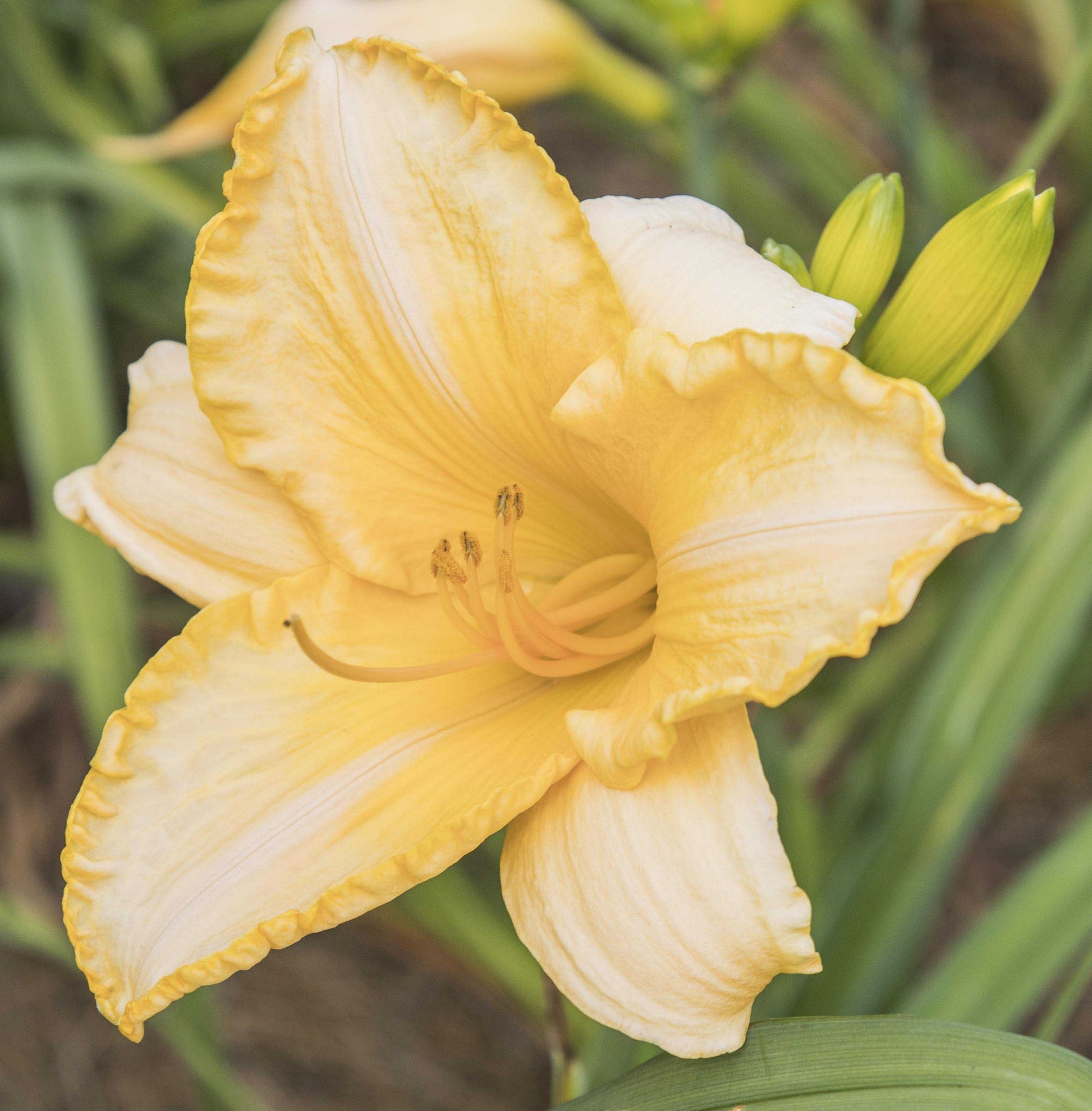 Image of daylily Pearl Lewis from top/side view of bloom.