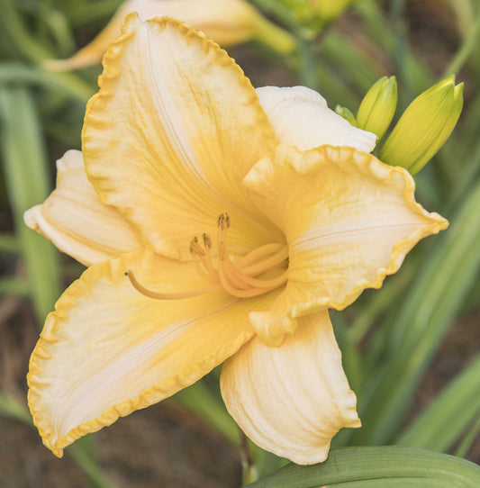 Image of daylily Pearl Lewis from top/side view of bloom.