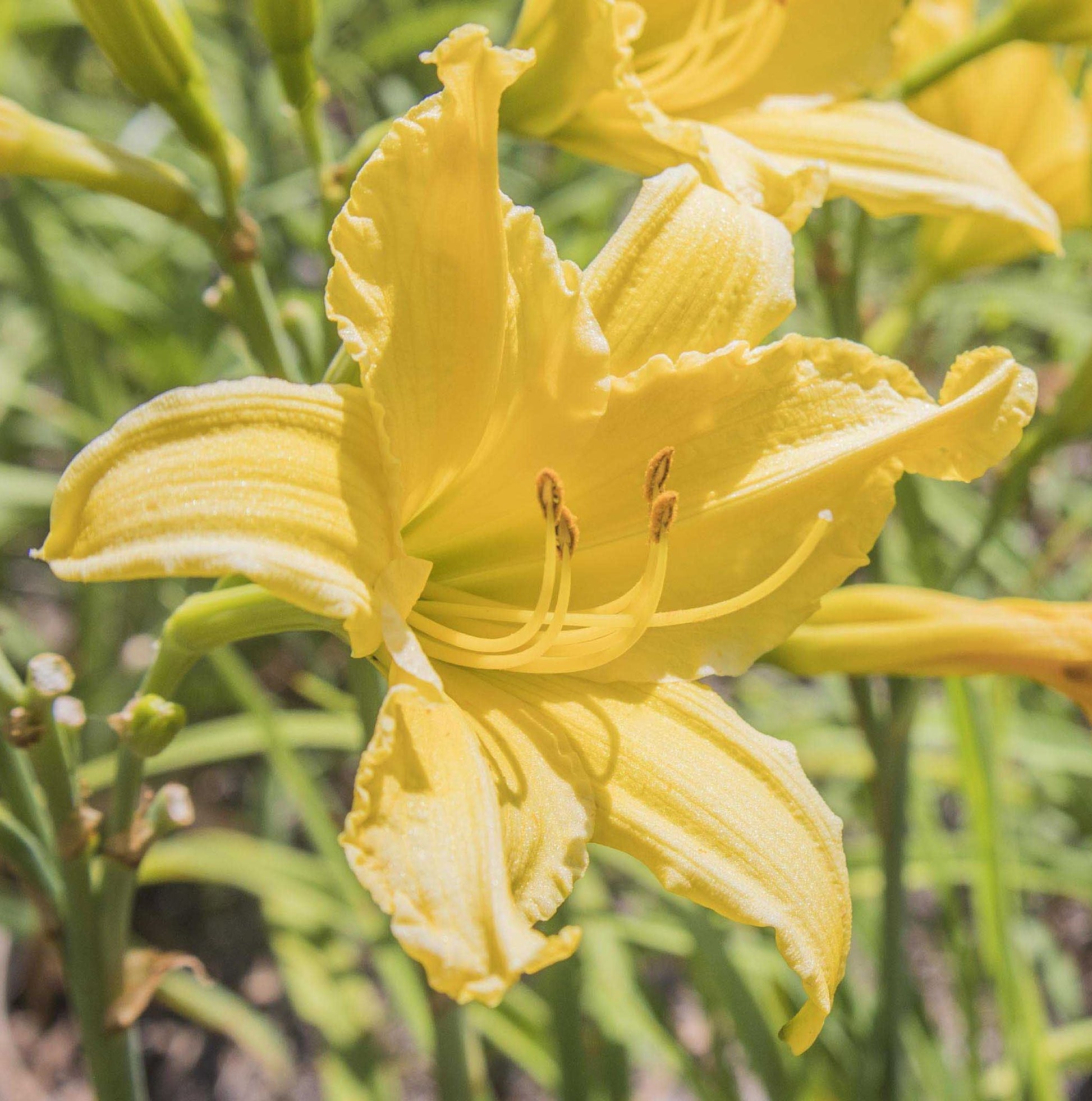 Image of daylily Pixie Daydream from side angle of bloom with other blooms in the background. 