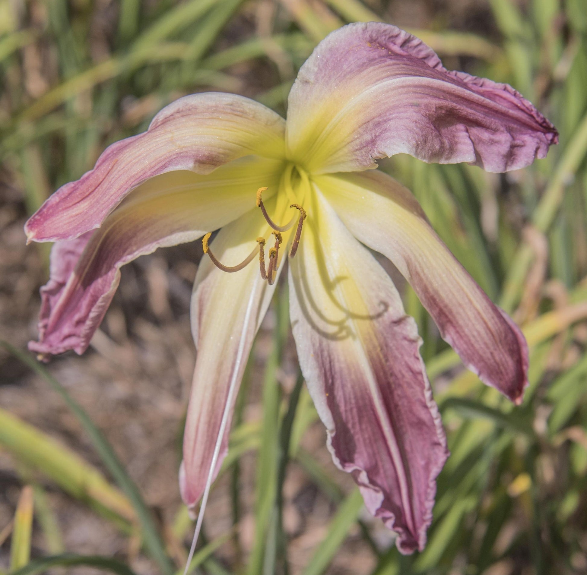 Image of daylily Plinko from top view of bloom