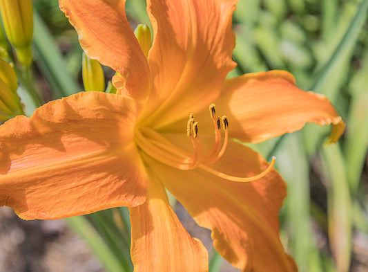 Image of daylily Primal Scream from close-up top/side view of bloom.