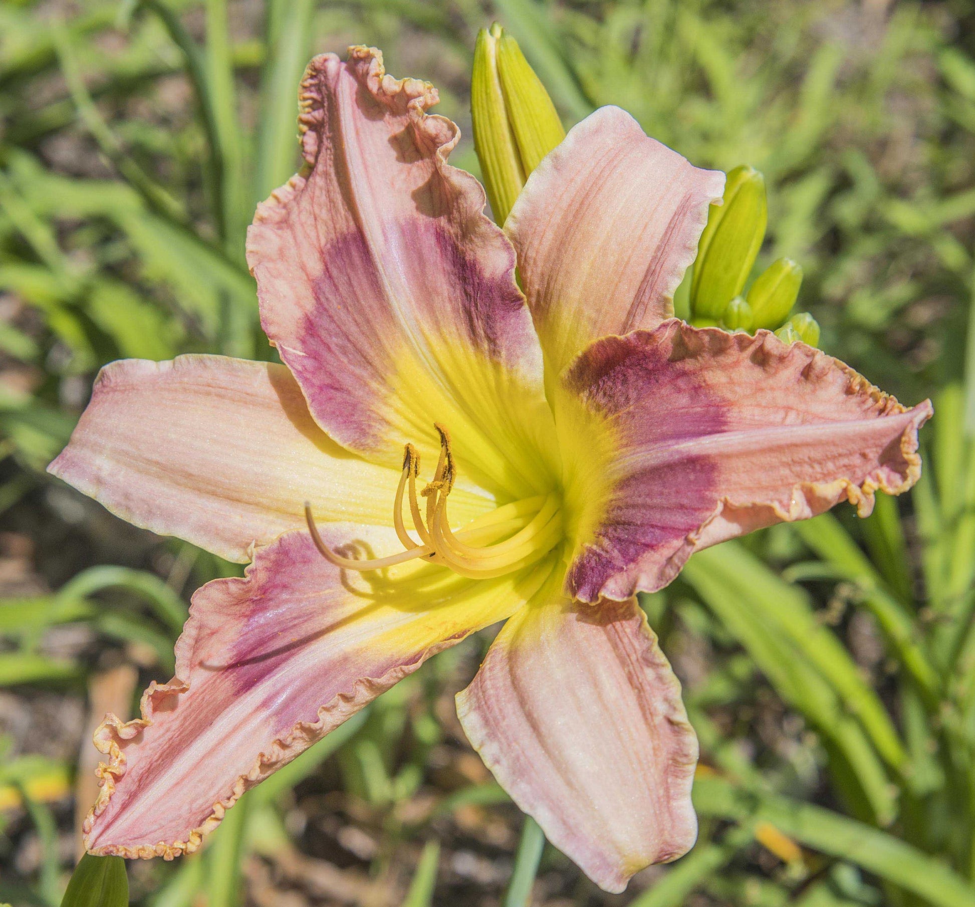 Image of daylily Raspberries for Breakfast from top down view of bloom. Unopened buds in the background.