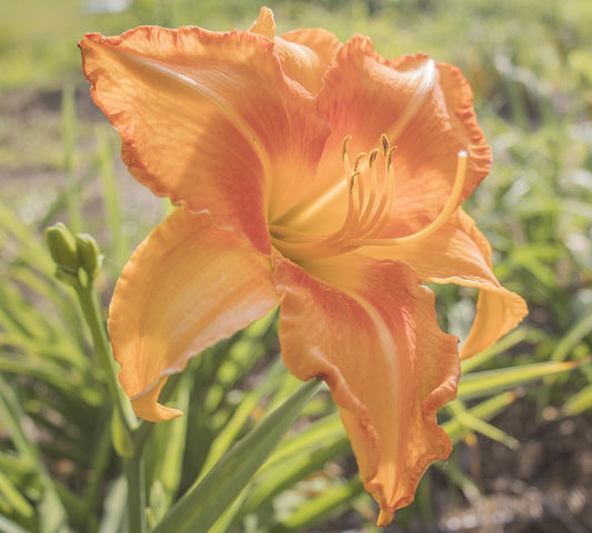 Image for Daylily Remember Norfolk