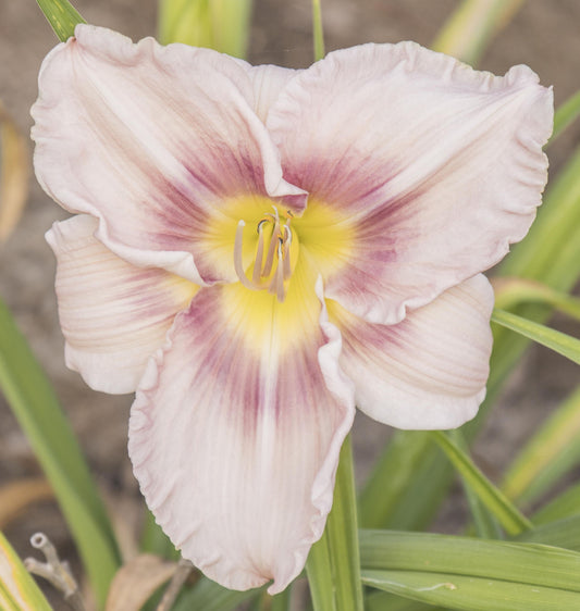 Image of daylily Sambo Wilder from top view of bloom.