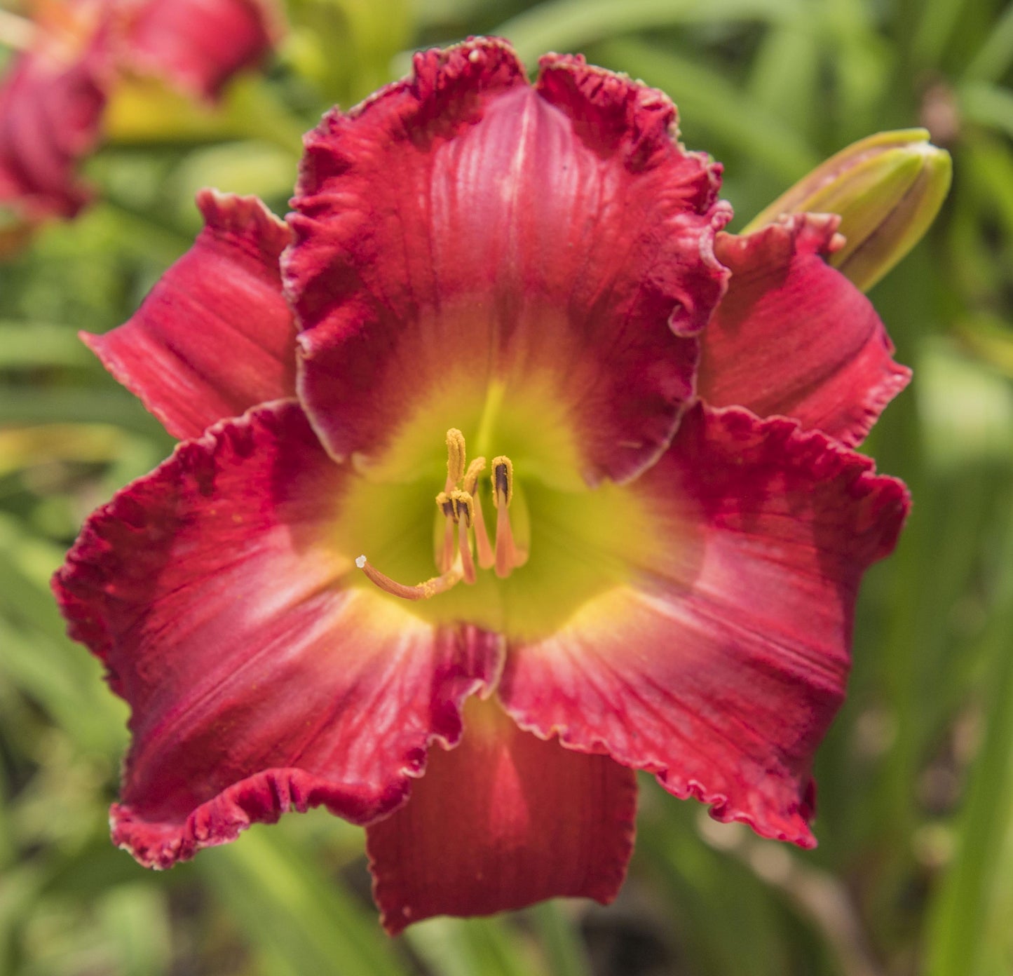 Image of daylily Shades of the Season from top down view of bloom.