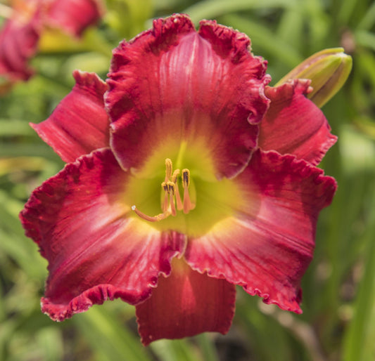 Image of daylily Shades of the Season from top down view of bloom.