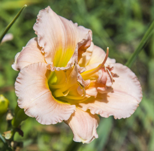 Image of Daylily Siloam Double Classic from top/side angle view.