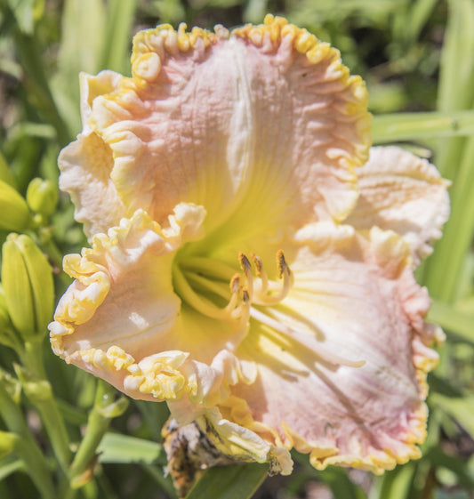 Image of daylily Singular Sensation from top/side view of bloom.