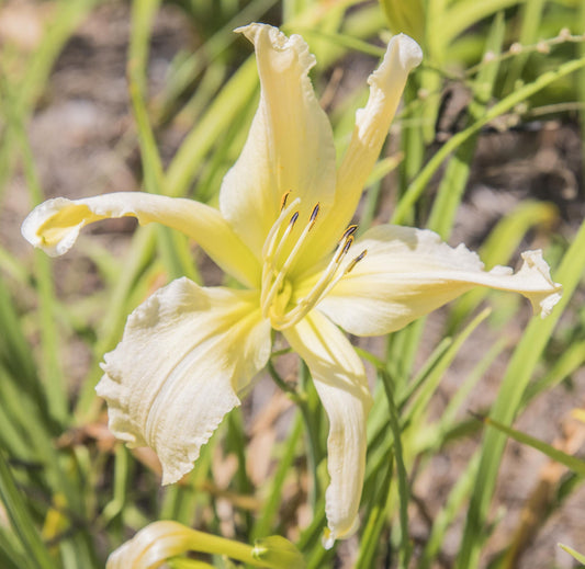 Image of daylily Snow Crab from top down view of bloom.