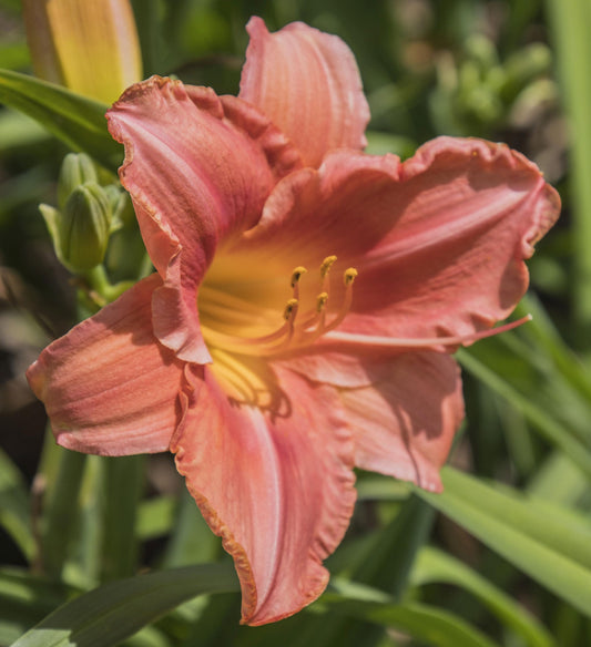 Image of daylily South Seas from top/side view of bloom.