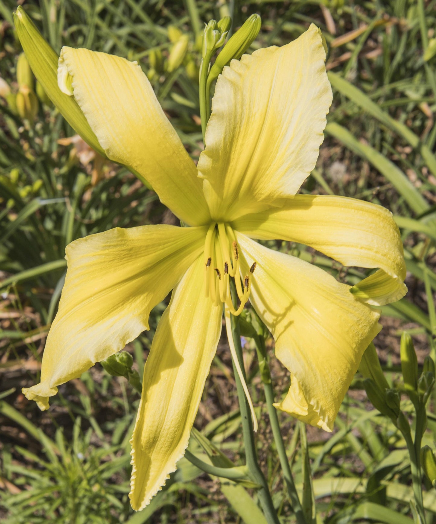 Image of daylily Spider Miracle from top view of bloom. Buds surrounding in the background.