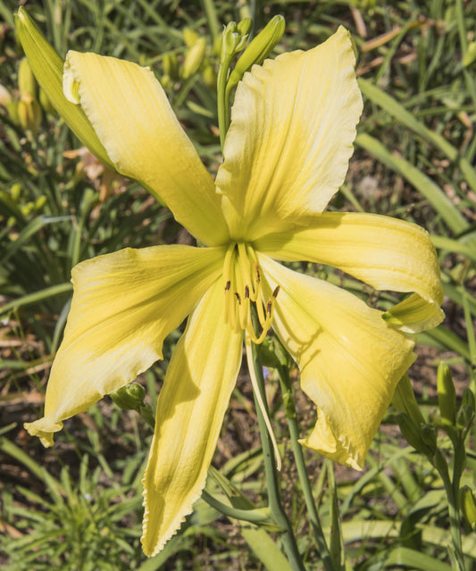 Image of daylily Spider Miracle from top view of bloom. Buds surrounding in the background.