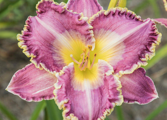 Image of daylily Susquehanna Skies from top view of bloom.