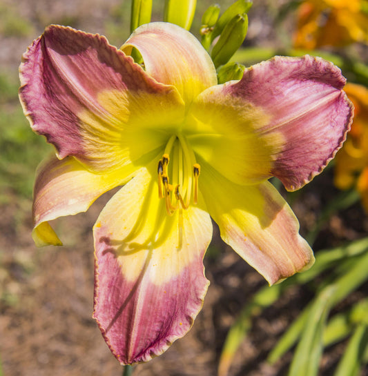 Image of daylily Tantra Boogie from top view of bloom.